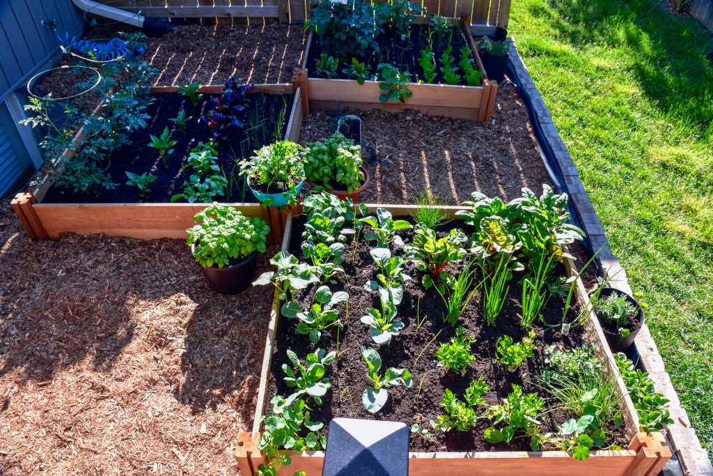 Potager d'une école